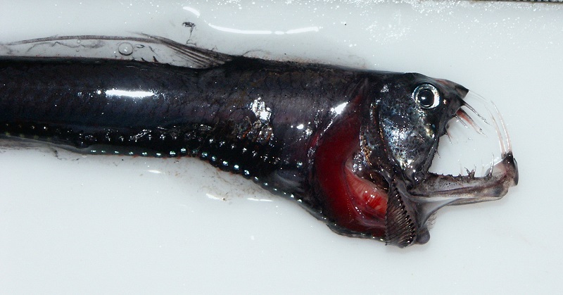 Head_of_a_pacific_Viperfish_4037