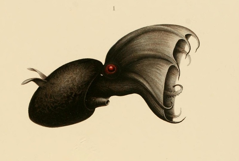 Vampyroteuthis_infernalis_Chun_1910