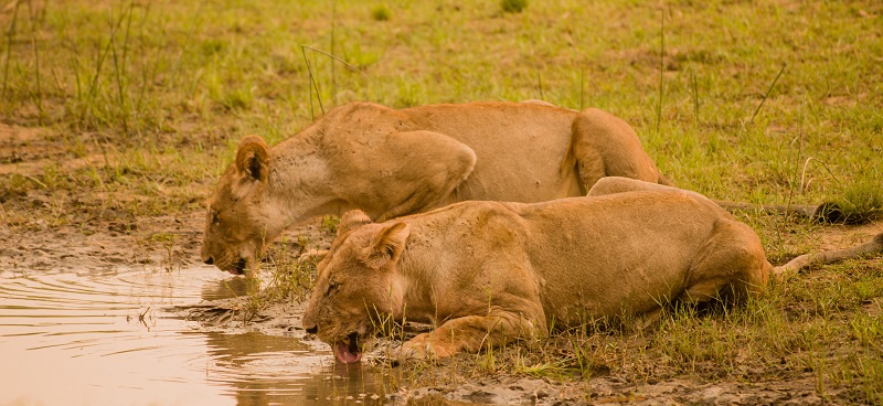 Lwy w Zimbabwe