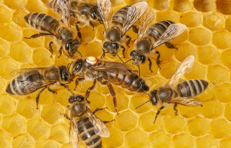 Czy pszczoły polecą z ludźmi na Marsa?