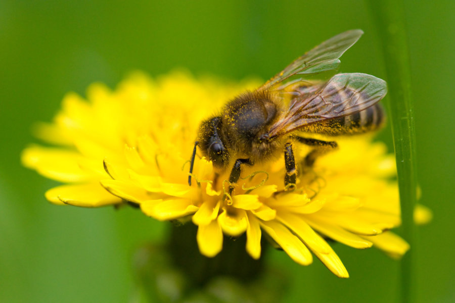 Zachować owady w mieście: dbajmy o różnorodność roślin i nie przesadzajmy ze sprzątaniem