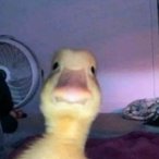 duck