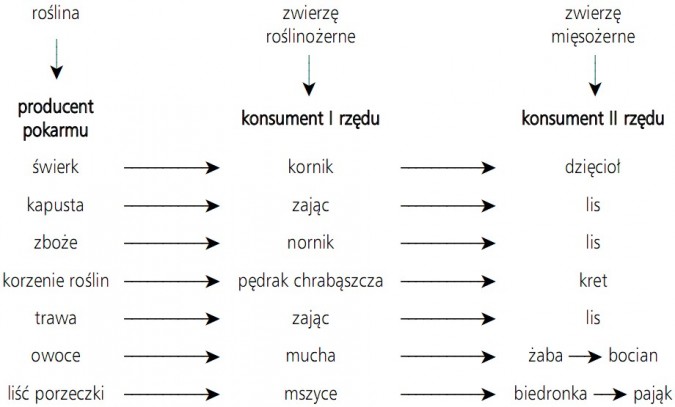 Producenci - konsumenci