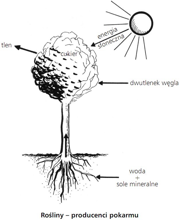 Rośliny - producenci pokarmu