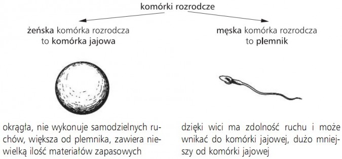 Komórki rozrodcze