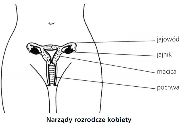 Narządy rozrodcze kobiety