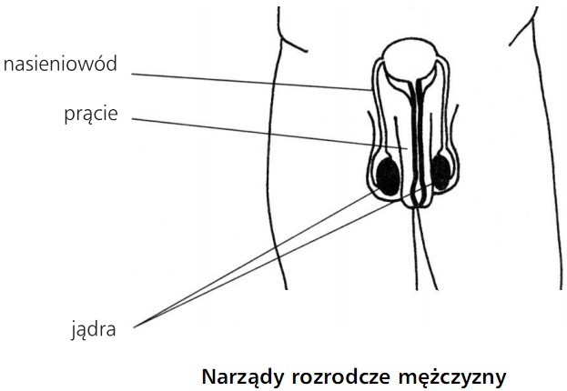 Narządy rozrodcze mężczyzny