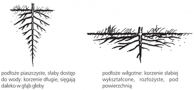 Rodzaj podłoża - piaszczyste, wilgotne
