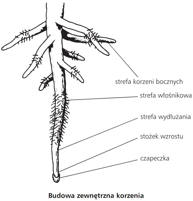 Budowa zewnętrzna korzenia