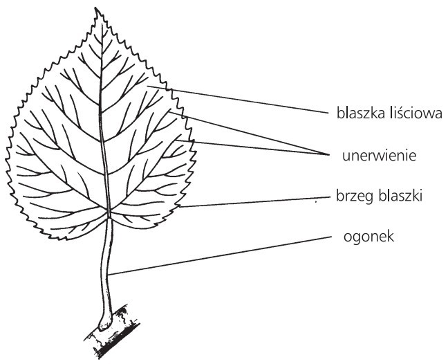 Budowa zewnętrzna liścia