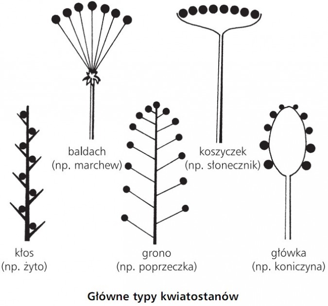 Główne typy kwiatostanów