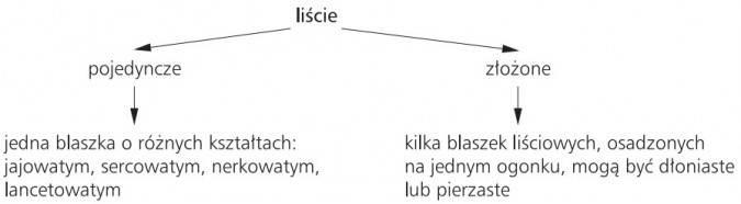 Liście - pojedyncze, złożone