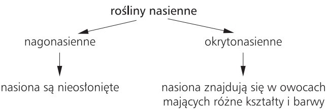 Rośliny nasienne