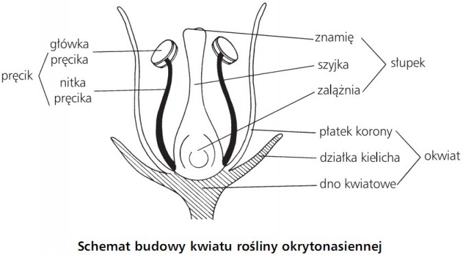 Schmat budowy kwiatu rośliny okrytonasiennej