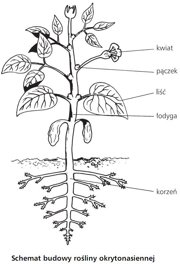 Schemat budowy rośliny okrytonasiennej