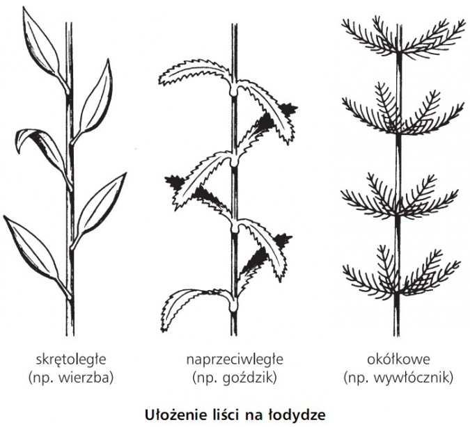 Ułożenie liści na łodydze