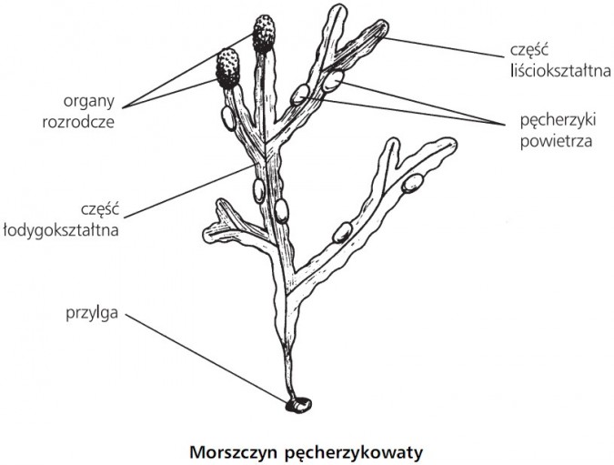 Morszczyn pęcherzykowaty