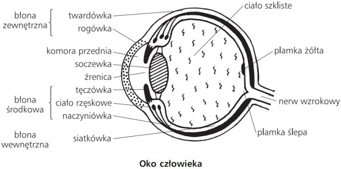 Oko człowieka