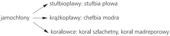 Budowa dna oceanu - Organizmy żyjące w morzach i oceanach - Geografia ...