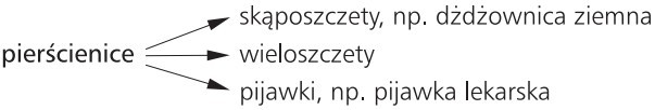 Pierścienice: 1) skąposzczety, np. dżdżownica ziemna; 2) wieloszczety; 3) pijawki, np. pijawka lekarska.