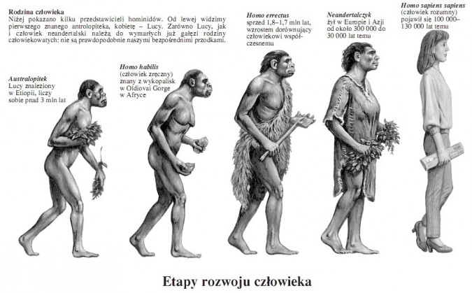 Etapy rozwoju człowieka. Rodzina człowieka. Niżej pokazano kilku przedstawicieli hominidów. Od lewej widzimy pierwszego znanego antrolopiteka, kobietę – Lucy. Zarówno Lucy, jak i człowiek neandertalski należą do wymarłych już gałęzi rodziny człowiekowatych: nie są prawdopodobnie naszymi bezpośrednimi przodkami. Australopitek Lucy znaleziony w Etiopii, liczy sobie ponad 3 mln lat. Homo habilis (człowiek zręczny) znany z wykopalisk w Oldiovai Gorge w Afryce. Homo errectus sprzed 1,8–1,7 mln lat, wzrostem dorównujący człowiekowi współczesnemu. Neandertalczyk żył w Europie i Azji od około 300 000 do 30 000 lat temu. Homo sapiens sapiens (człowiek rozumny) pojawił się 100 000 – 130 000 lat temu.