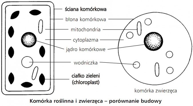 Komórka roślinna i zwierzęca - porównanie budowy. Ściana komórkowa, błona komórkowa, mitochondria, cytoplazma, jądro komórkowe, wodniczka, ciałko zieleni (chloroplast).
