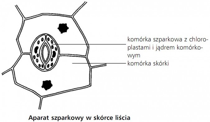 Aparat szparkowy w skórce liścia. Komórka szparkowa z chloroplastami i jądrem komórkowym, komórka skórki.