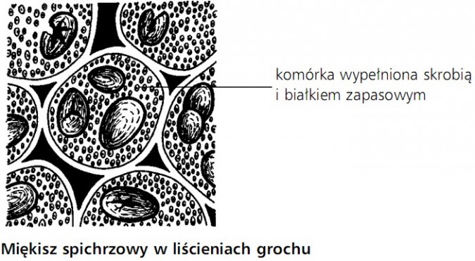 Miękisz spichrzowy w liścieniach grochu. Komórka wypełniona skrobią i białkiem zapasowym.