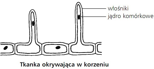 Tkanka okrywająca w korzeniu. Włośniki, jądro komórkowe.