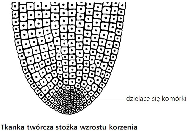 Tkanka twórcza stożka wzrostu korzenia. Dzielące się komórki.