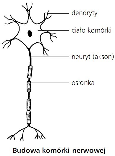 Budowa komórki nerwowej. Dendryty, ciało komórki, neuryt (akson), osłonka.