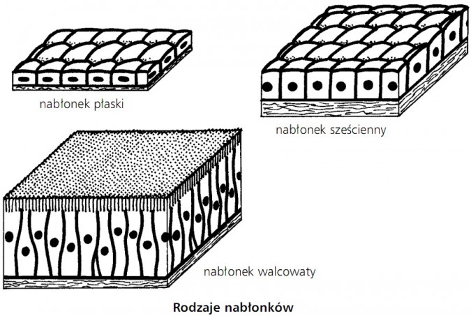 Rodzaje nabłonków. Nabłonek płaski, nabłonek sześcienny, nabłonek walcowaty.