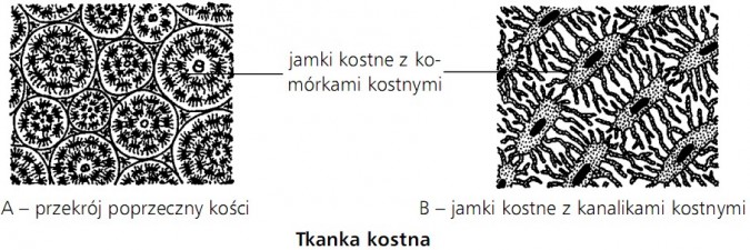 Tkanka kostna. Przekrój poprzeczny kości, jamki kostne z kanalikami kostnymi, jamki kostne z komórkami kostnymi.
