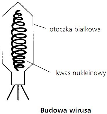 Budowa wirusa. Otoczka białkowa, kwas nukleinowy.