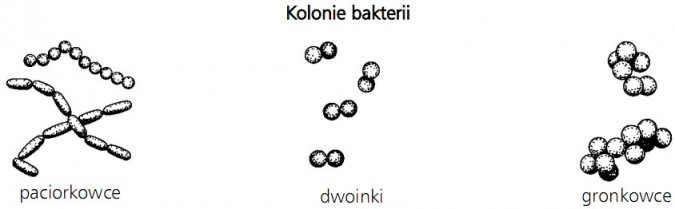 Kolonie bakterii. Paciorkowce, dwoinki, gronkowce.