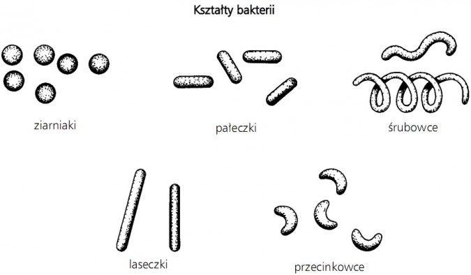 Kształty bakterii. Ziarniaki, pałeczki, śrubowce, laseczki, przecinkowce.