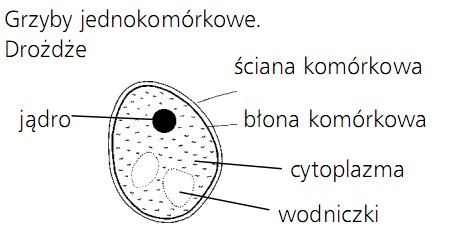 Grzyby jednokomórkowe. Drożdże. Jądro, ściana komórkowa, błona komórkowa, cytoplazma, wodniczki.