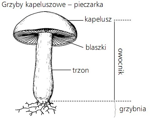 Grzyby kapeluszowe - pieczarka. Kapelusz, blaszki, trzon, grzybnia, owocnik.