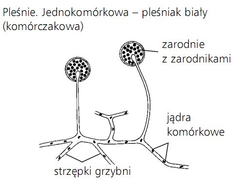 Pleśnie. Jednokomórkowa - pleśniak biały (komórczakowa). Zarodnie z zarodnikami, jądra komórkowe, strzępki grzybni.