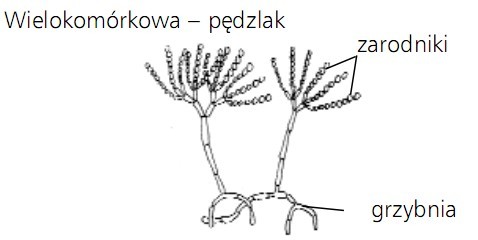 Pleśnie. Wielokomórkowa - pędzlak. Zarodniki, grzybnia.