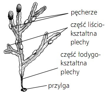 Pęcherze, część liściokształtna plechy, część łodygokształtna plechy, przylga.
