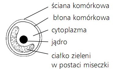 Pierwotek. Ściana komórkowa, błona komórkowa, cytoplazma, jądro, ciałko zieleni w postaci miseczki.