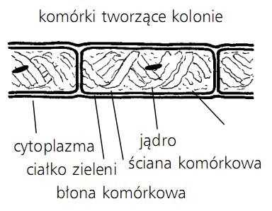 Komórki tworzące kolonie. Cytoplazma, ciałko zieleni, jądro, ściana komórkowa, błona komórkowa.