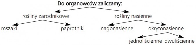 Do organowców zaliczamy: 1) rośliny zarodnikowe (mszaki, paprotniki); 2) rośliny nasienne (nagonasienne, okrytonasienne - jednoliścienne, dwuliścienne).