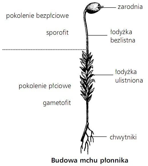 Budowa mchu płonnika. Pokolenie bezpłciowe, sporofit, zarodnia, łodyżka bezlistna. Pokolenie płciowe - gametofit, łodyżka ulistniona, chwytniki.