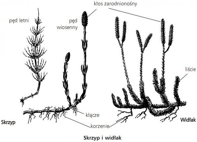 Skrzyp i widłak. Pęd letni, pęd wiosenny, kłos zarodnionośny, liście, kłącze, korzenie.