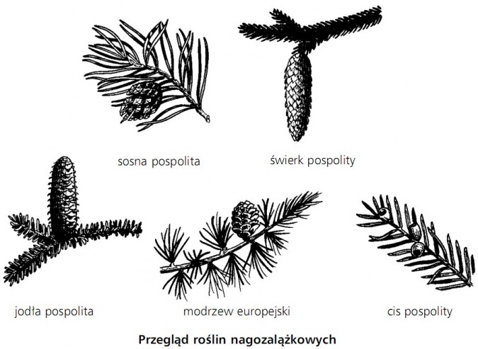 Jakie Sa Rosliny Nagonasienne - Rośliny nasienne - Rośliny nagonasienne - Biologia - Opracowania.pl