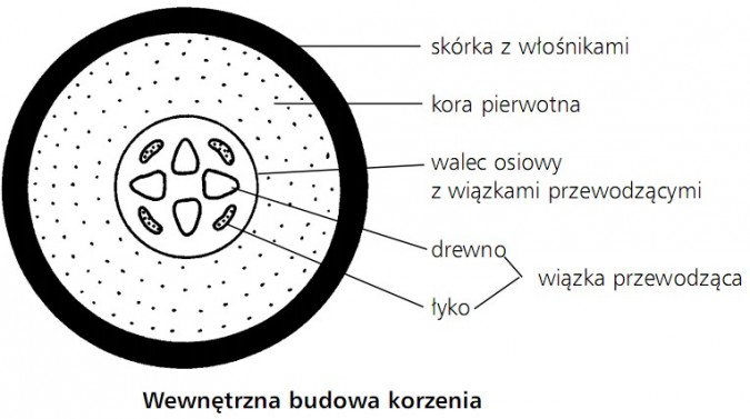 Wewnętrzna budowa korzenia - skórka z włośnikami, kora pierwotna, walec osiowy z wiązkami przewodzącymi, drewno, łyko, wiązka przewodząca.