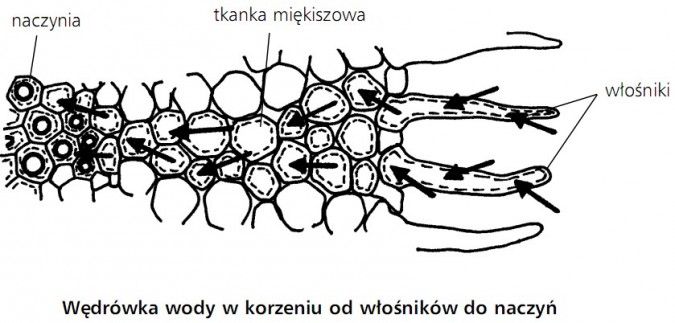 Wędrówka wody w korzeniu od włośników do naczyn. Naczynia, tkanka miękiszowa, włośniki.