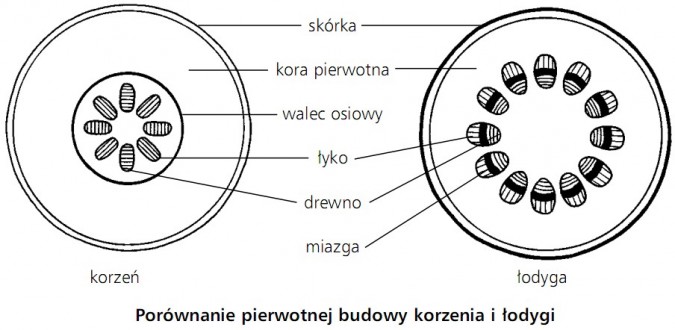 Porównanie pierwotnej budowy korzenia i łodygi. Skórka, kora pierwotna, walec osiowy, łyko, drewno, miazga. Korzeń, łodyga.